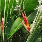 Heliconia wagneriana Flower