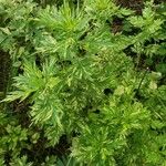 Artemisia annua Hostoa