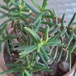 Crassula tetragona Leaf