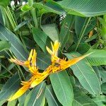 Heliconia psittacorum Flower