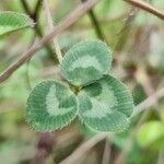 Trifolium subterraneum Hoja