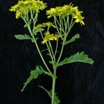 Senecio biligulatus Pokrój