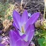 Colchicum speciosum 花