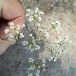 Pimpinella saxifragaFlower