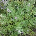 Vitex trifolia Прочее