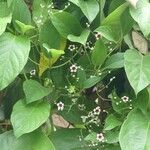 Paederia foetida Flower