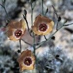Linum puberulum Flower