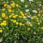 Doronicum grandiflorum Blomst