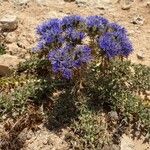 Cardopatium corymbosum Flower