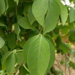 Adenia glauca Blad