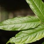 Eschweilera chartaceifolia ഇല