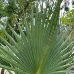 Sabal mexicana Blad