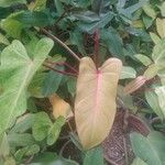 Philodendron bipennifolium ഇല