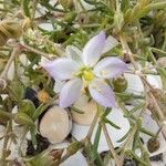 Spergularia marina Blüte