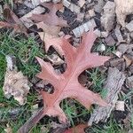 Quercus coccinea Lapas