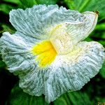 Costus afer Λουλούδι