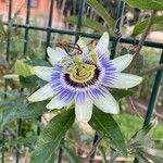 Passiflora caeruleaÇiçek