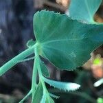 Euphorbia serrata Leaf
