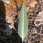 Rhaponticum coniferum पत्ता