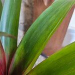 Guzmania lingulata Leaf