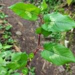 Persicaria chinensis Feuille