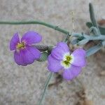 Marcus-kochia littorea Flower