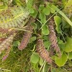 Pedicularis gyroflexa Leaf