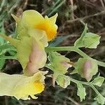 Linaria dalmatica Цвят
