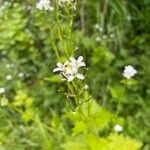 Cardamine impatiens Цветок