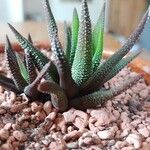 Haworthia attenuata পাতা