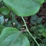 Smilax rotundifolia ᱪᱷᱟᱹᱞᱤ