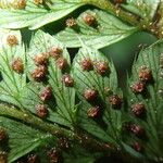 Polystichum transvaalense Leaf