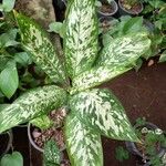 Aglaonema commutatum Liść