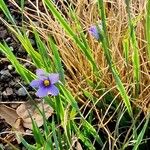 Sisyrinchium angustifolium 花