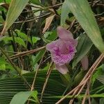 Sobralia rosea Flower