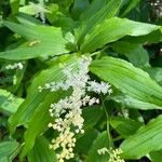 Maianthemum racemosum Цветок