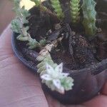 Sedum moranense Leaf
