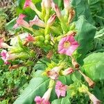 Nicotiana tabacum Kwiat