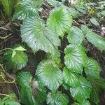 Begonia urophylla Levél