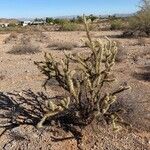 Cylindropuntia acanthocarpa Vivejo