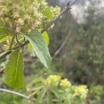 Sambucus racemosaFlower