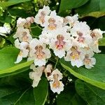 Catalpa bignonioidesFlors