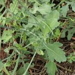 Brassica fruticulosa Hoja
