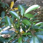 Cunonia capensis Flor
