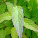 Celosia argentea Leaf