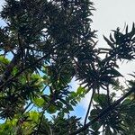 Podocarpus coriaceus