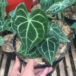 Anthurium clarinervium Yaprak