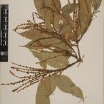 Castanopsis echinocarpa Altres
