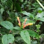 Centropogon granulosus Flower