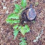 Polypodium glycyrrhiza Leaf